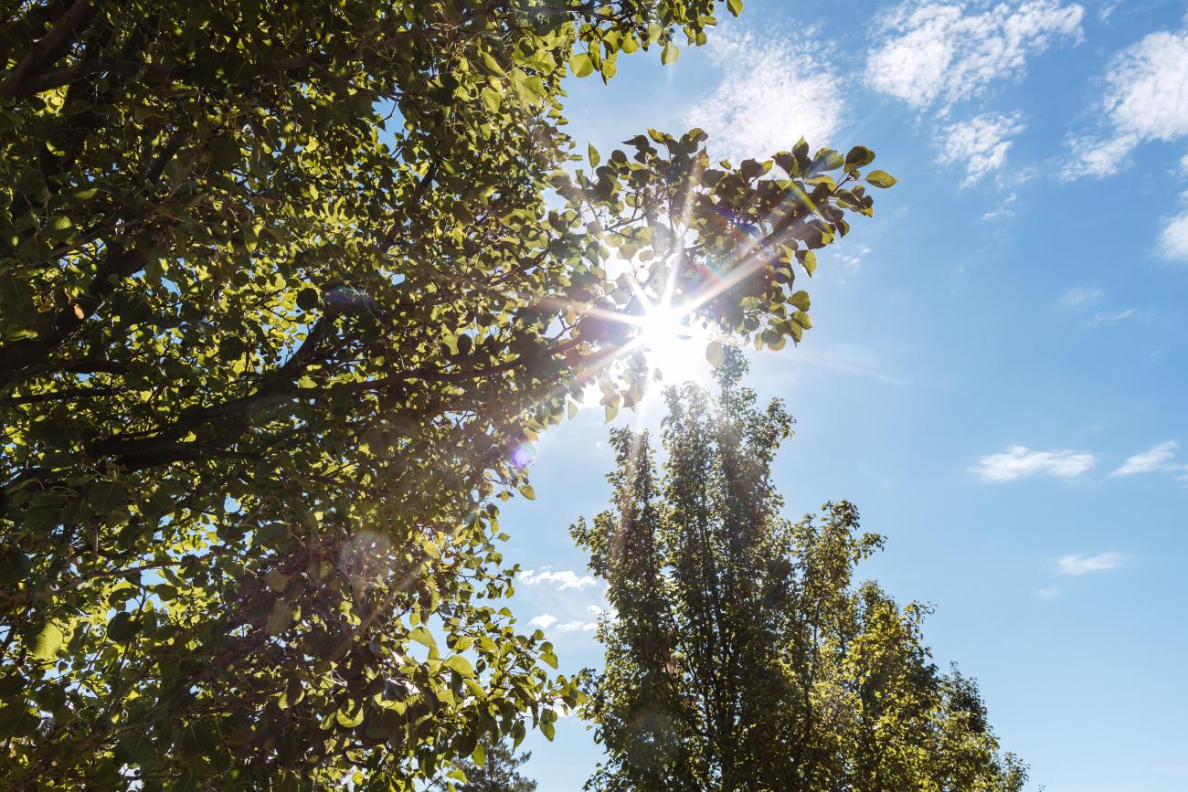 Sun in Trees